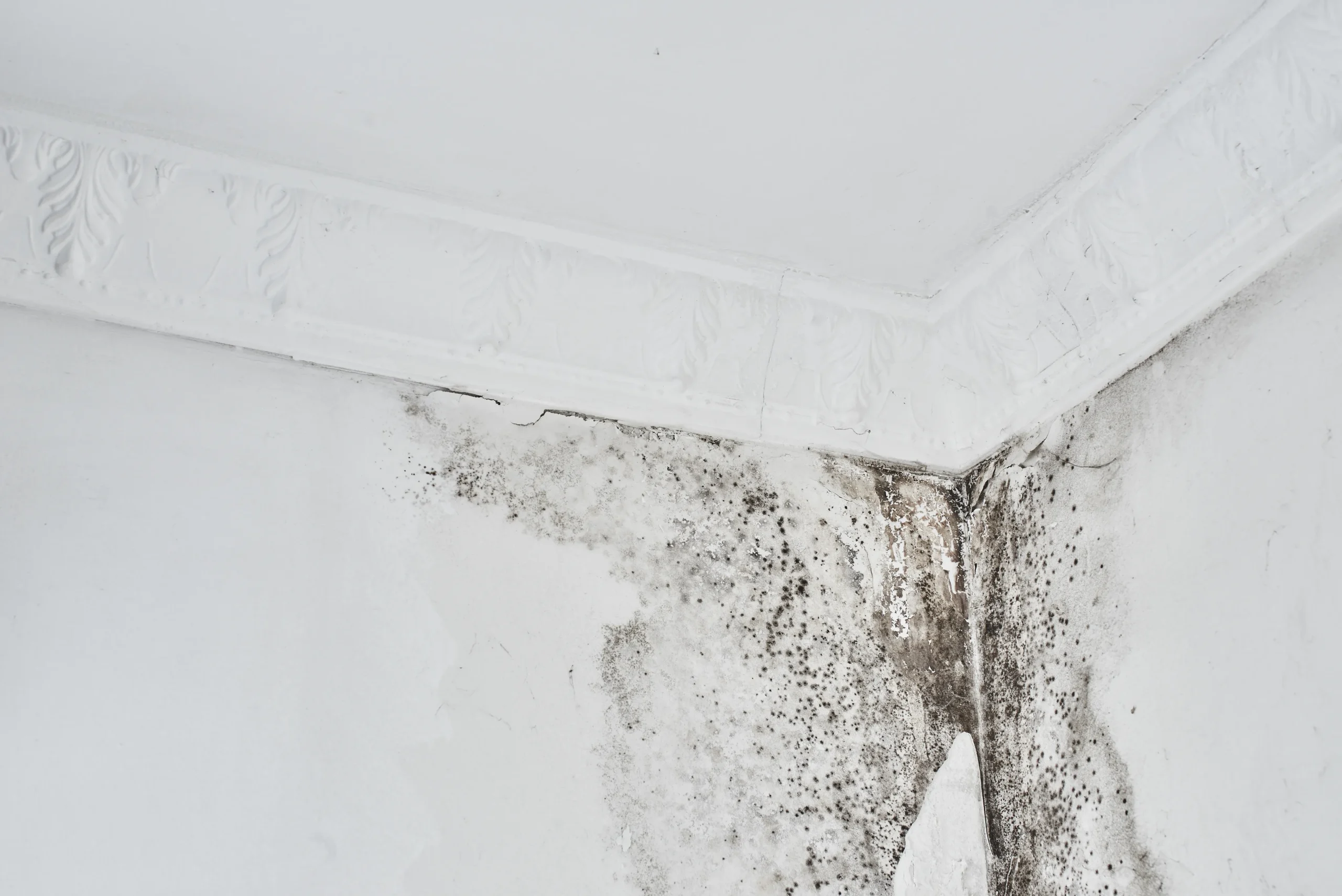 Pourquoi-jai-de-humidite-Priscilla-autret-experte-habitat.png