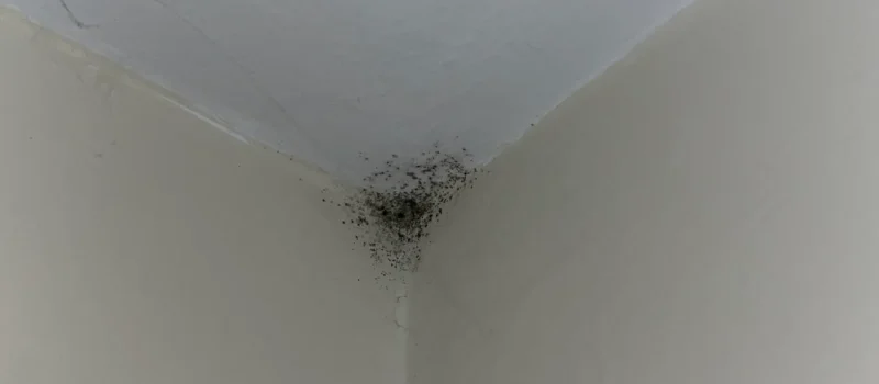 mur et plafond
